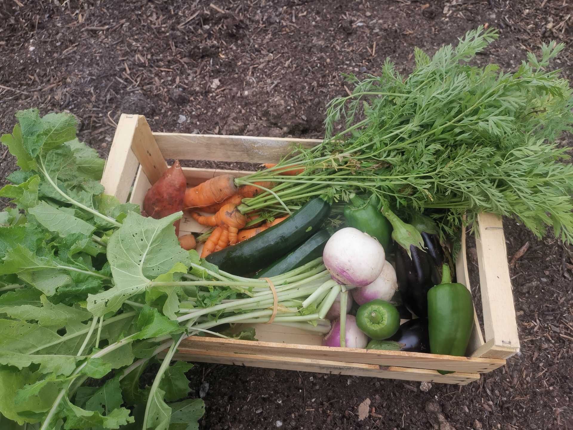 Panier de légumes des Jardins de Perramond