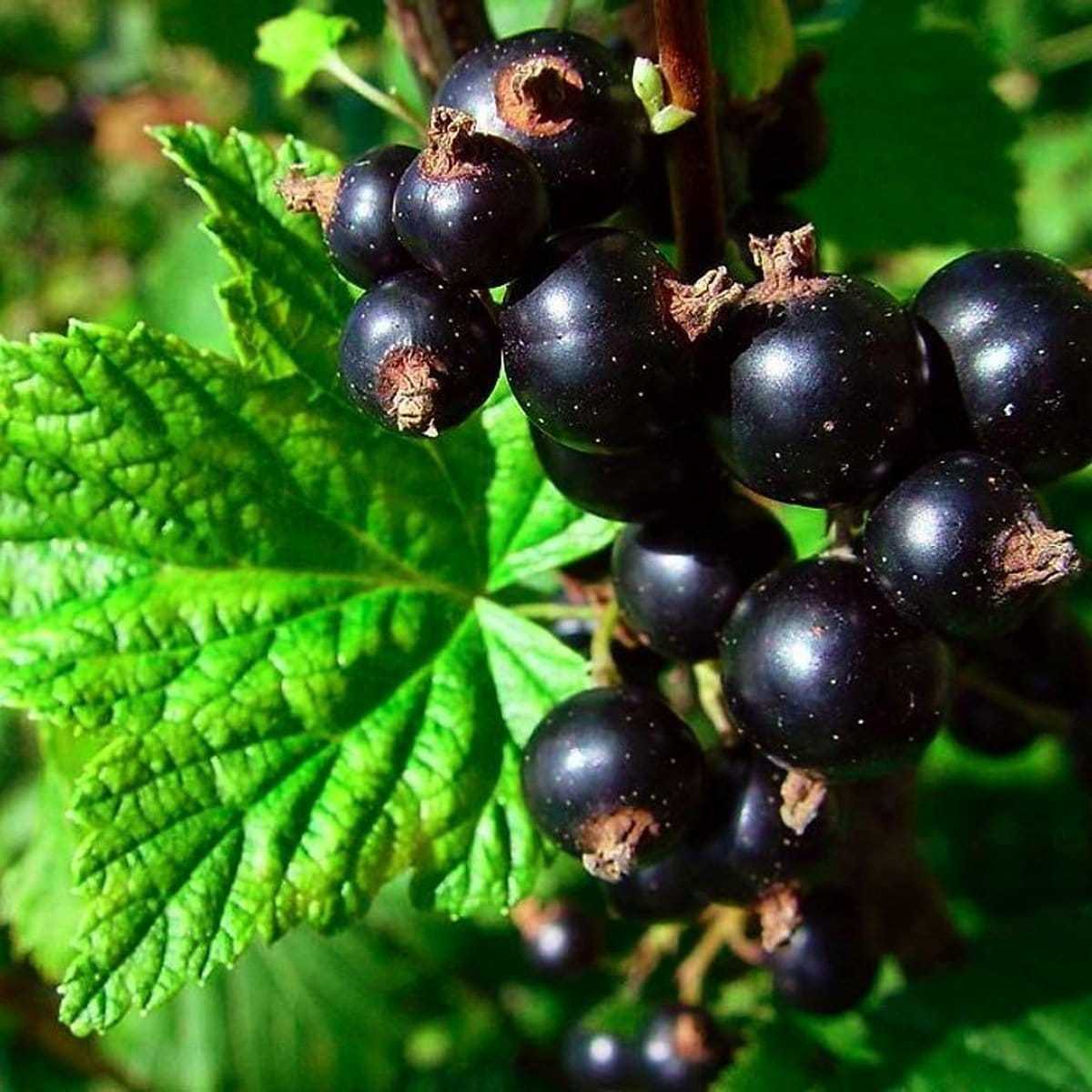 Petits fruits