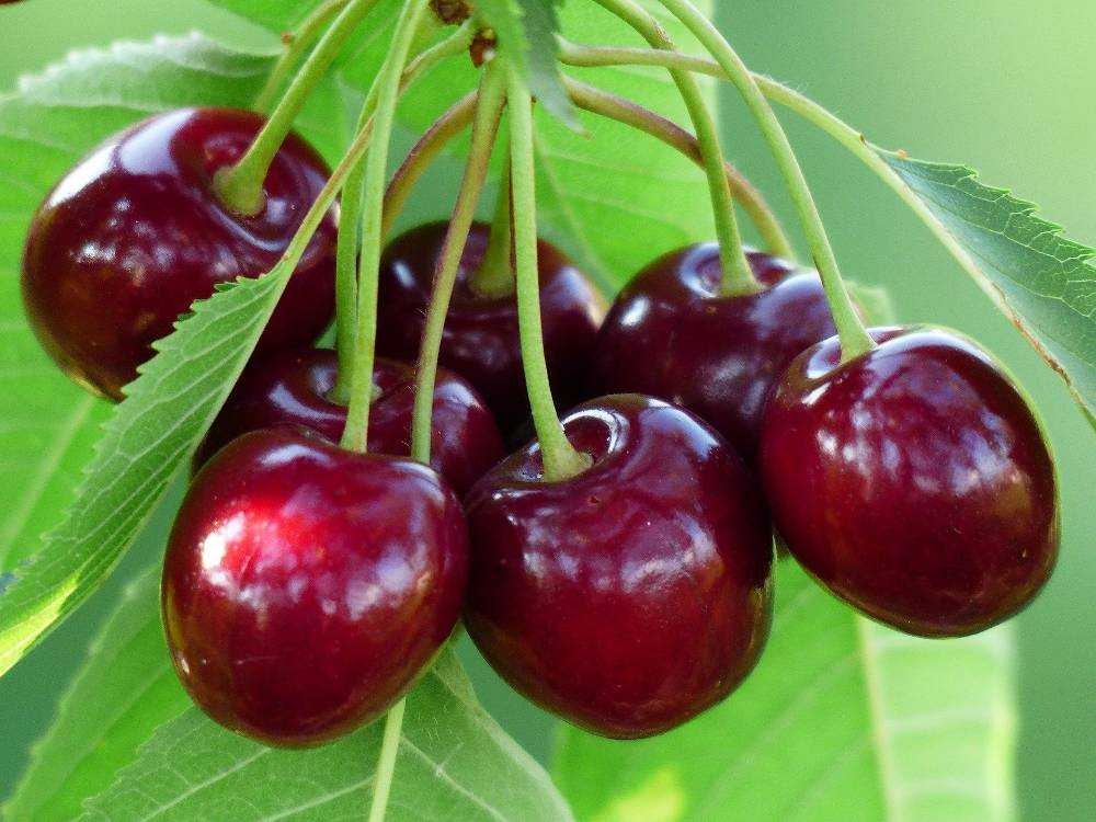 Arbres fruitiers